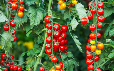 Wartime Volunteering in Israel’s Harvest : An Unwitting Journey to Scripture